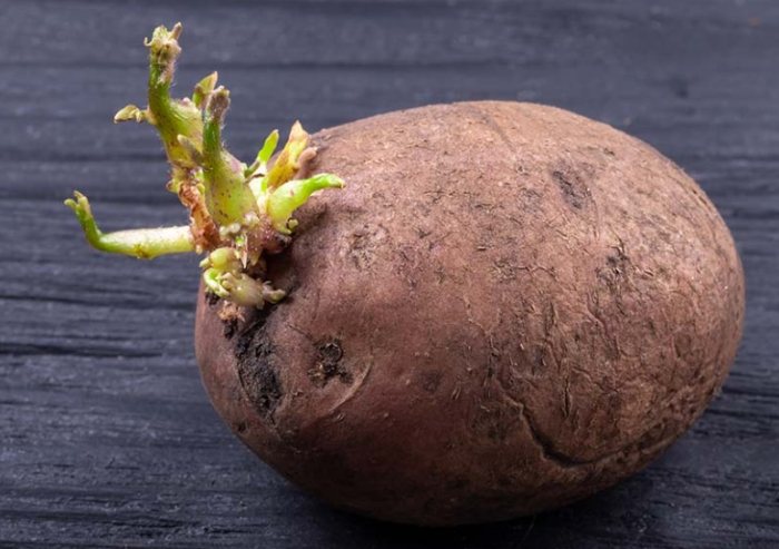 芋頭髮芽可以吃嗎