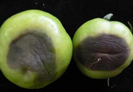 番茄黑骨病症狀