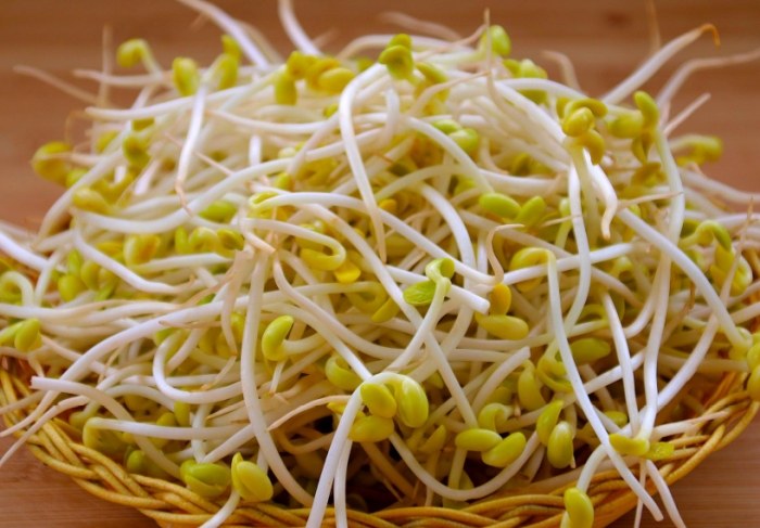 豆芽菜發芽營養