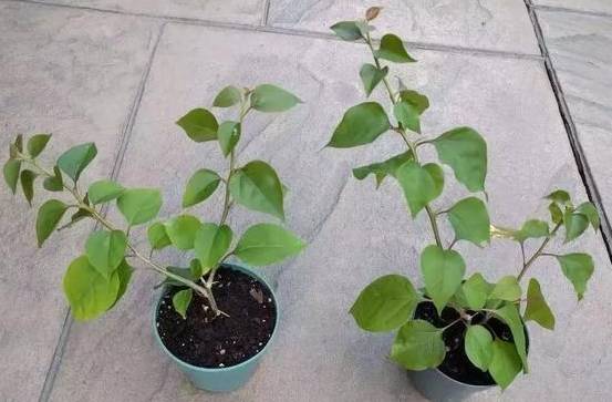 生根粉有效成分