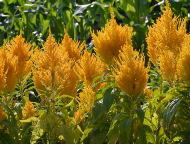 雞冠花盆栽種植