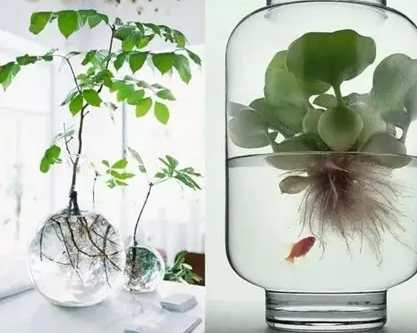 水培樹枝優點 水培樹枝優點