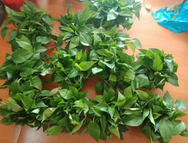 預防盆栽發霉 預防盆栽發霉