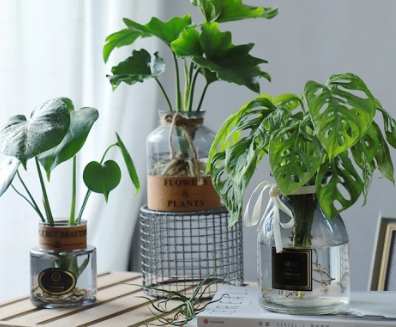 水耕植物照顧 水耕植物照顧