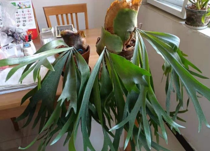 鹿角蕨養護技巧 鹿角蕨養護技巧