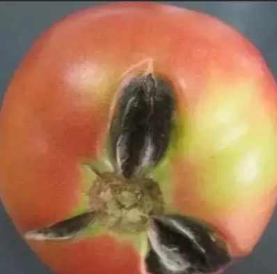 番茄腐爛處理