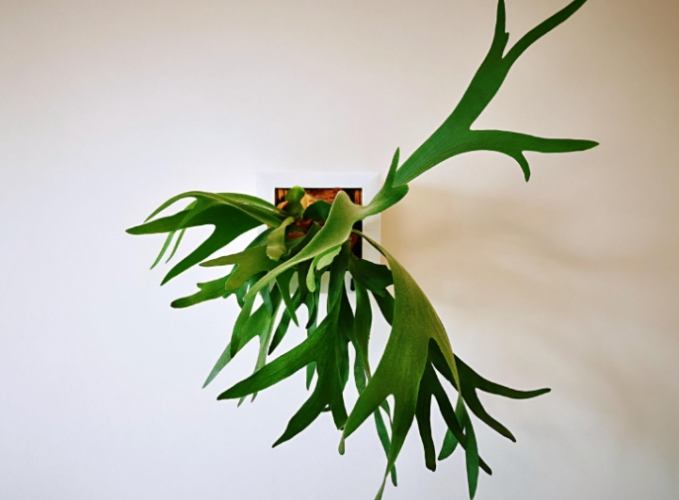 鹿角蕨繁殖時機 鹿角蕨繁殖時機