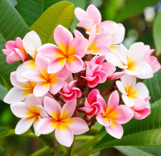 雞蛋花護理方法