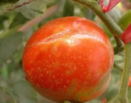 番茄空心果原因