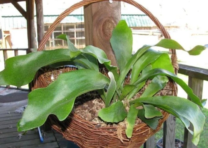 鹿角蕨分株方法 鹿角蕨分株方法