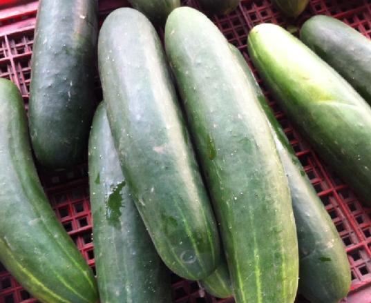 胡瓜種植方法