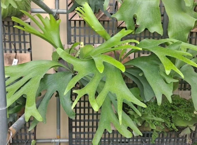 鹿角蕨繁殖季節 鹿角蕨繁殖季節