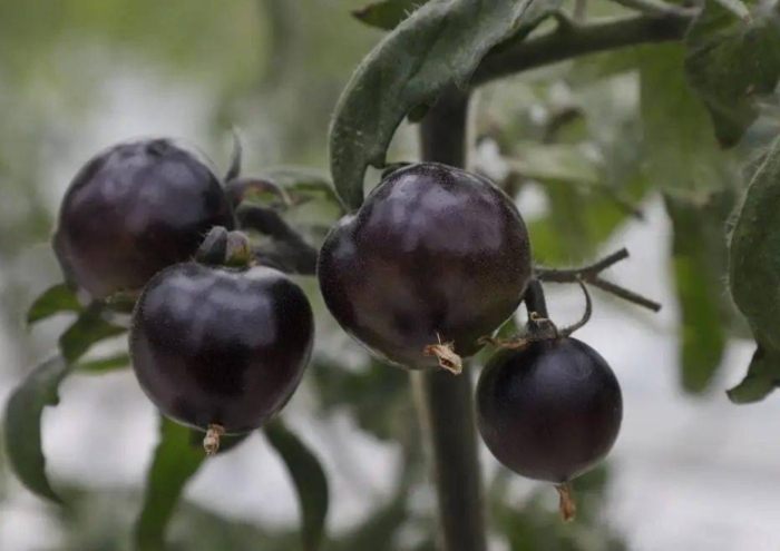 黑柿番茄什麼時候種