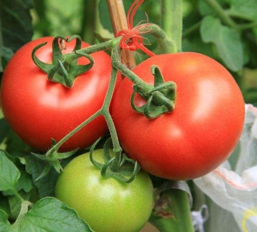 感冒咳嗽飲食禁忌