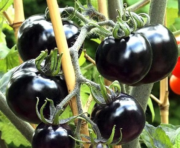 黑番茄栽培技巧
