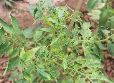 番茄葉子紫色原因