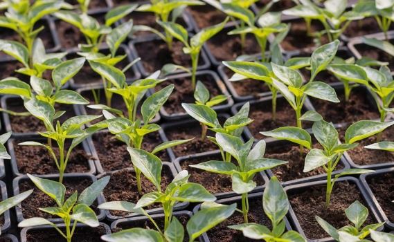 辣椒育苗方法
