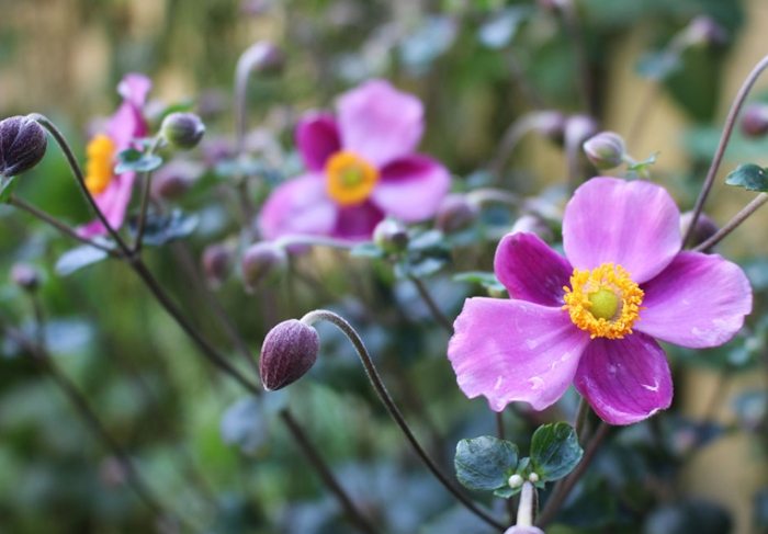 長日照植物照顧 長日照植物照顧
