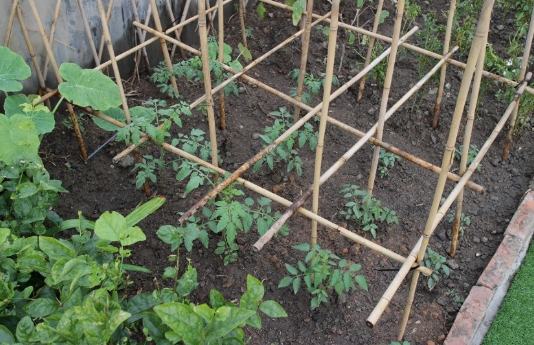 番茄支架種類 番茄支架種類