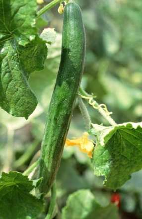 胡瓜病虫害防治