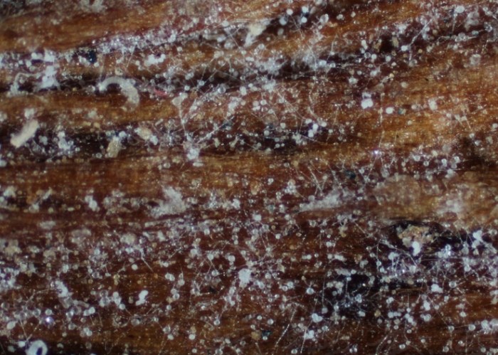 花草发霉怎么办