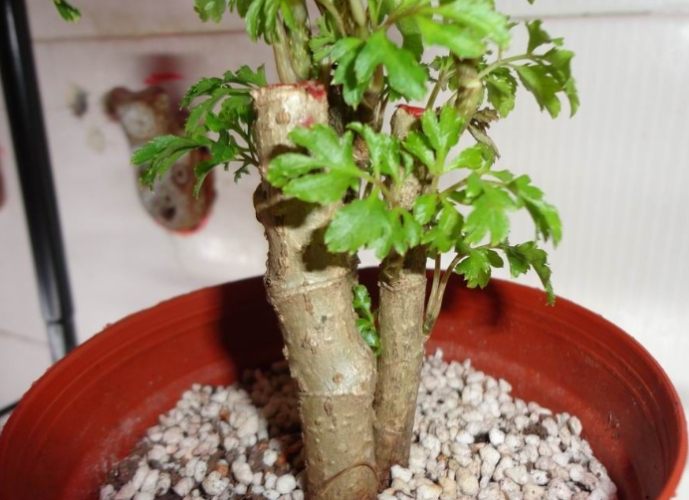 樹木對環境益處