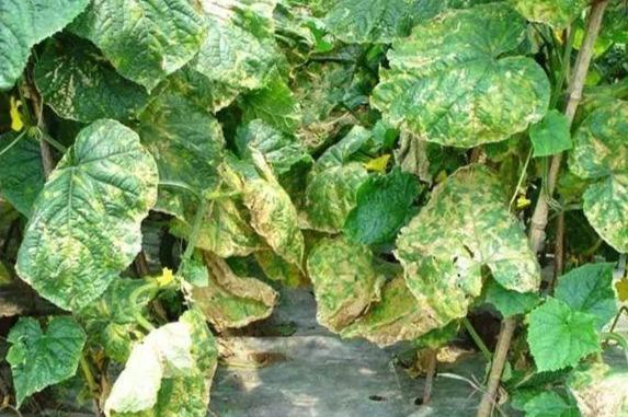 黃瓜黃斑病防治