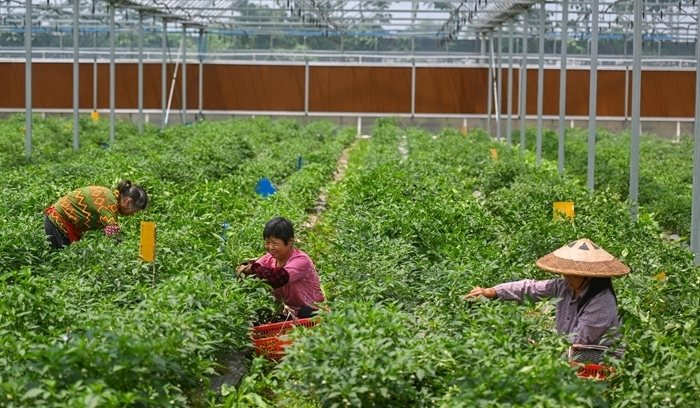 辣椒不開花原因