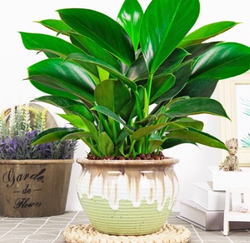 金鑽植物開花方法