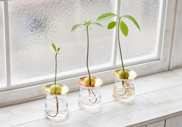 森樹水種常見問題 森樹水種常見問題