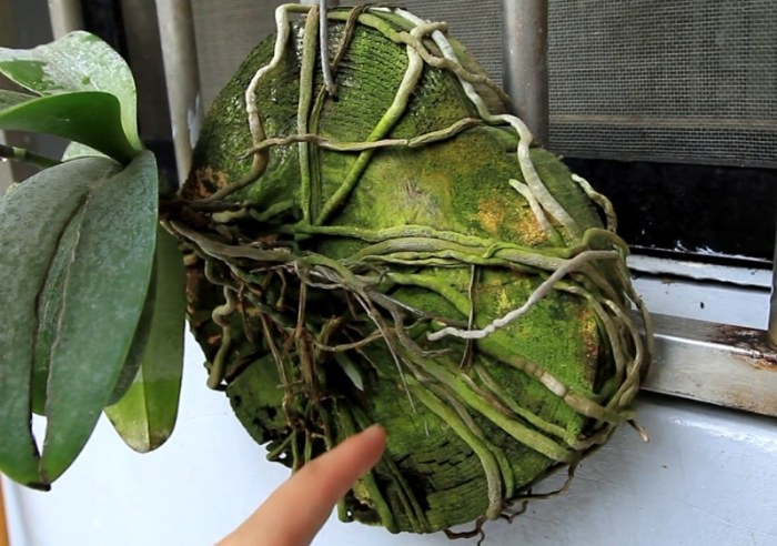 樹皮介質發霉處理