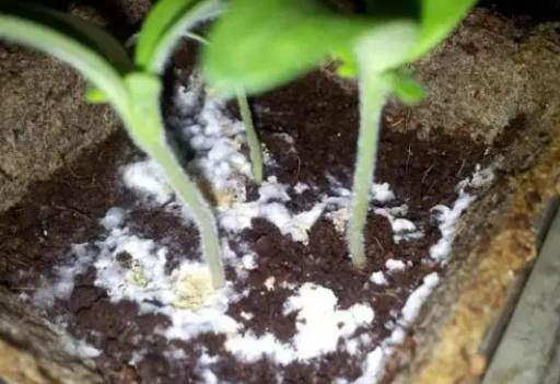 花盆發霉解決方法 花盆發霉解決方法