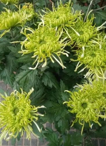 菊花什麼季節開