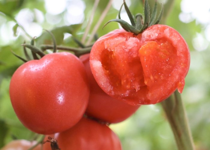 西红柿最适温度