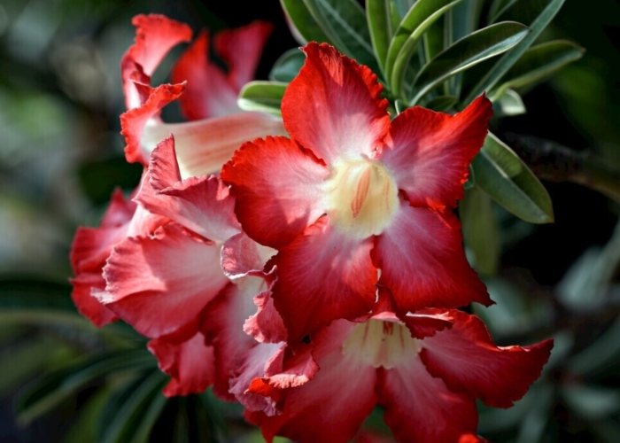 多肉植物如何養胖