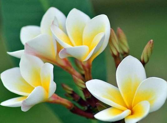 植物銹病治療 植物銹病治療