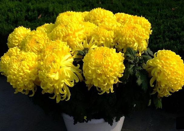 菊花什麼時候開