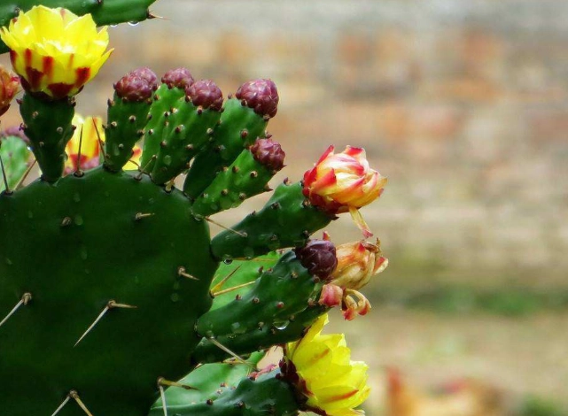 仙人掌變黑變軟