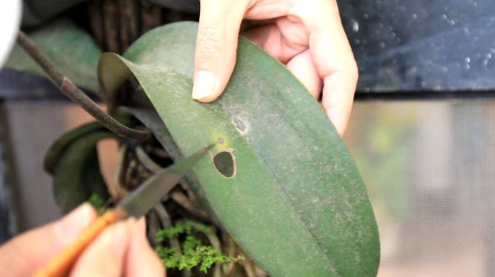 蝴蝶蘭病害 蝴蝶蘭病害