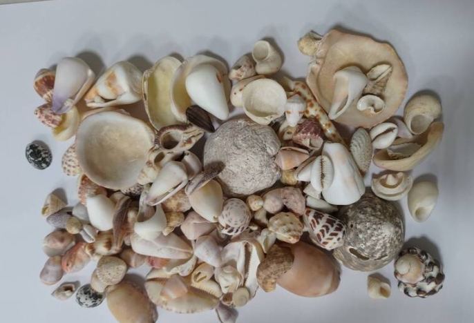 台灣貝殼進口法規 台灣貝殼進口法規