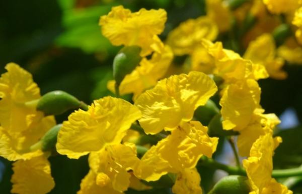 紫檀花養護 紫檀花養護