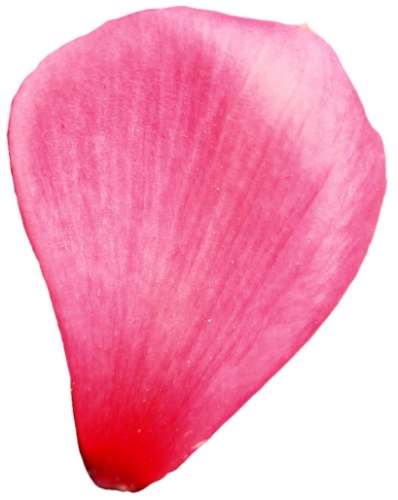 花瓣形態 花瓣形態