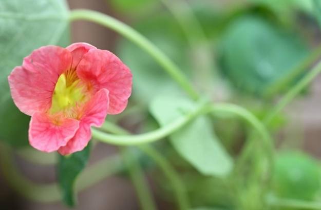 旱金蓮種植方法 旱金蓮種植方法