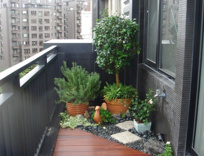 低維護植物 低維護植物