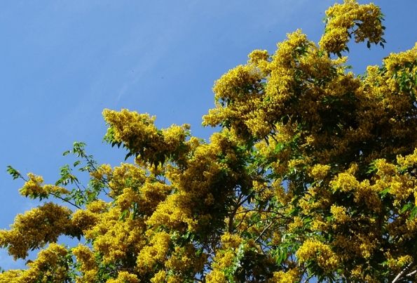 紫檀花種植 紫檀花種植
