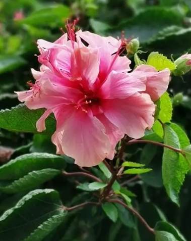 室內植物 室內植物