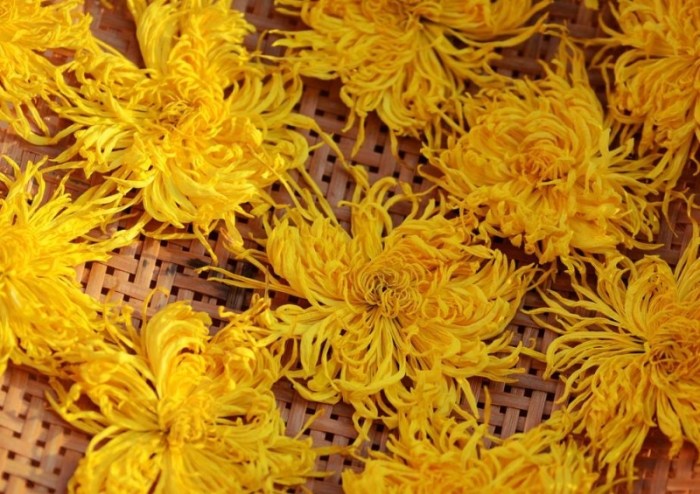 黃菊花健康益處