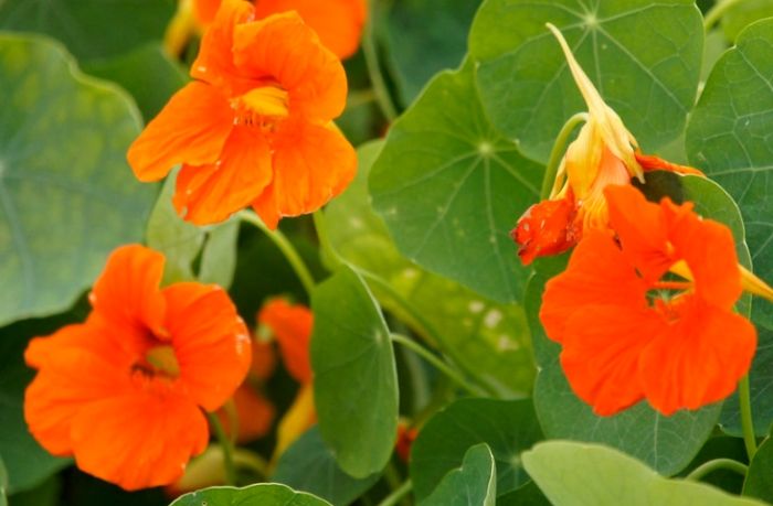 盆栽養護技巧 盆栽養護技巧