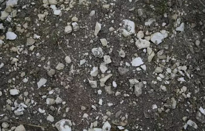 植物土壤問題 植物土壤問題