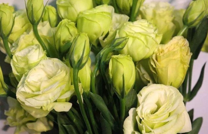 財運花卉 財運花卉